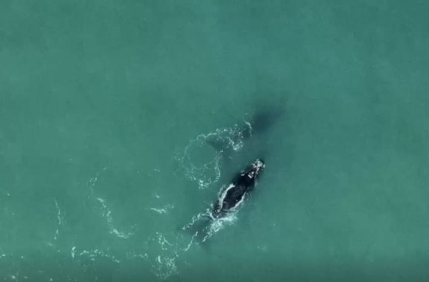 Video: las increíbles imágenes de dos ballenas en la costa de Mar del Plata