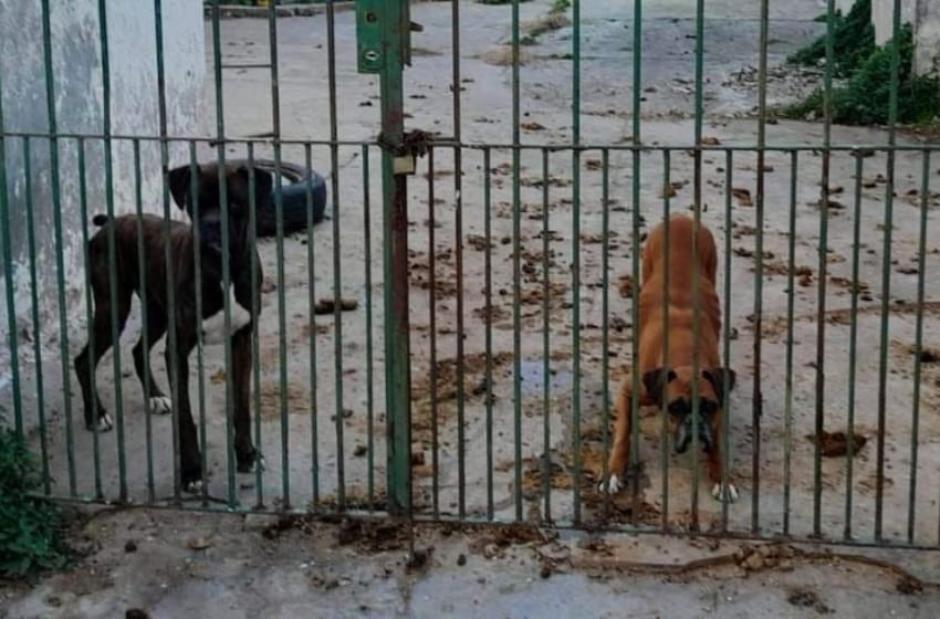 Rescataron a dos perros desnutridos de una vivienda