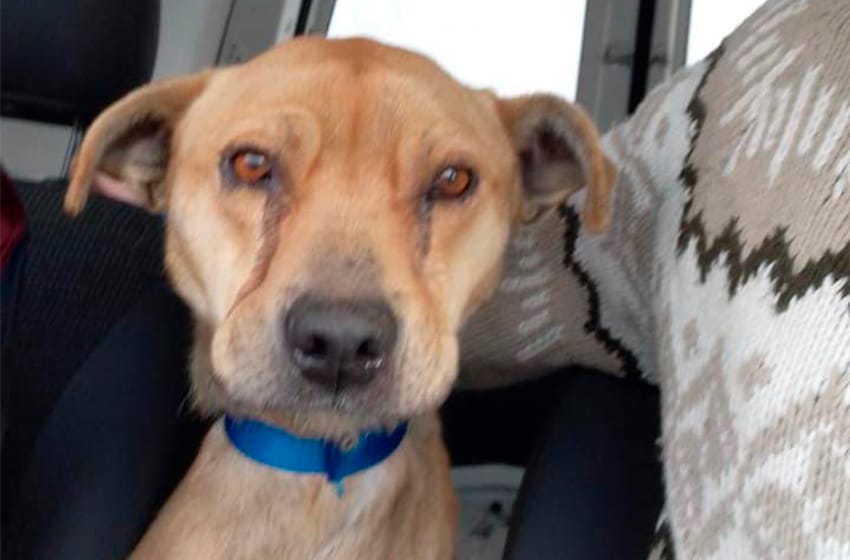 En lo que va del año rescataron 114 perros del abandono y maltrato en Mar del Plata