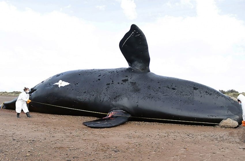 Ya son 30 las ballenas muertas en el Golfo Nuevo