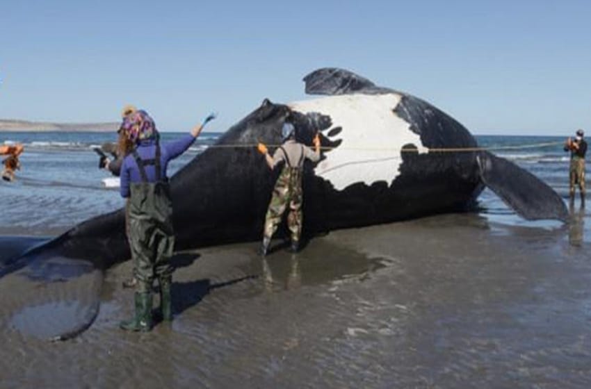 El INIDEP investiga la masiva muerte de ballenas francas