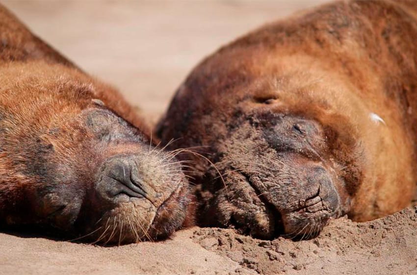 Lobos marinos muertos en Mar del Plata: "La gripe aviar está en la zona"