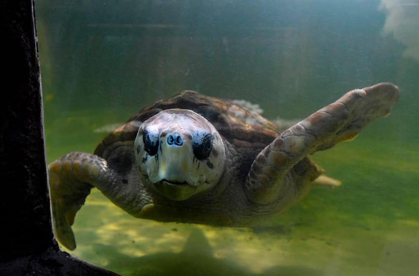 El tortugo Jorge llega a Mar del Plata tras 38 años en cautiverio