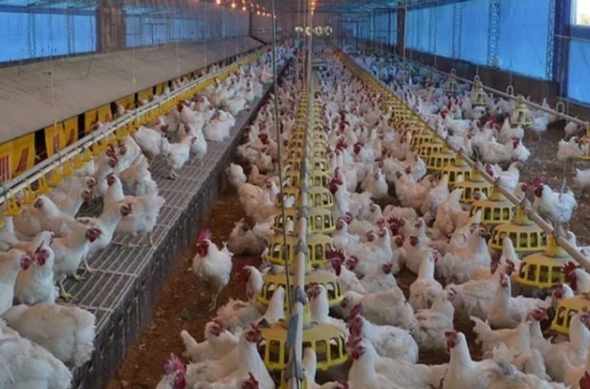 El Senasa aclaró que la gripe aviar "no se transmite de persona a persona"
