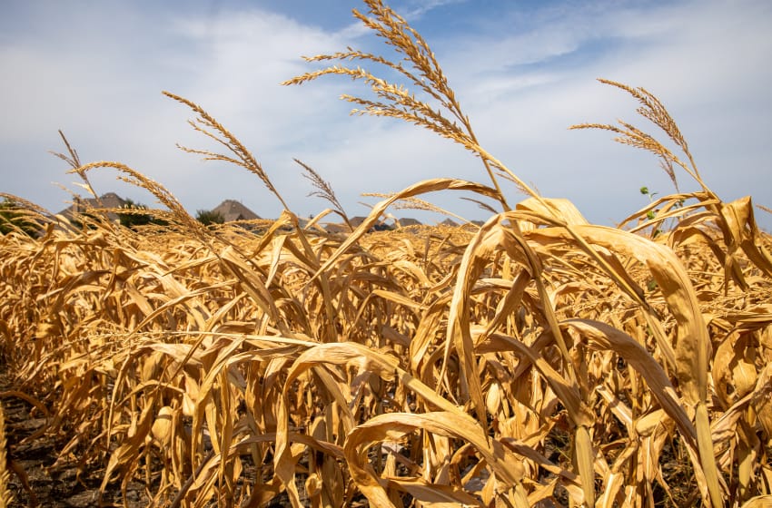 Ya son 44 los municipios bonaerenses afectados por la sequía “severa”