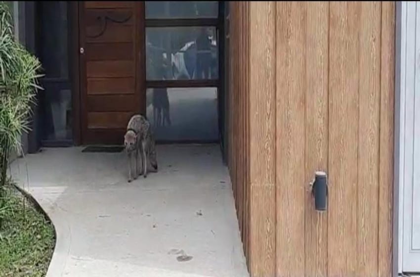 Atención zorro suelto: atrapan a un animal en el patio de una casa