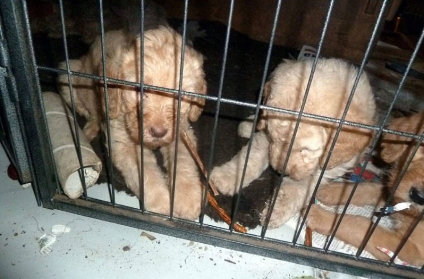 Casi 600 animales fueron rescatados de un criadero clandestino en Adrogué