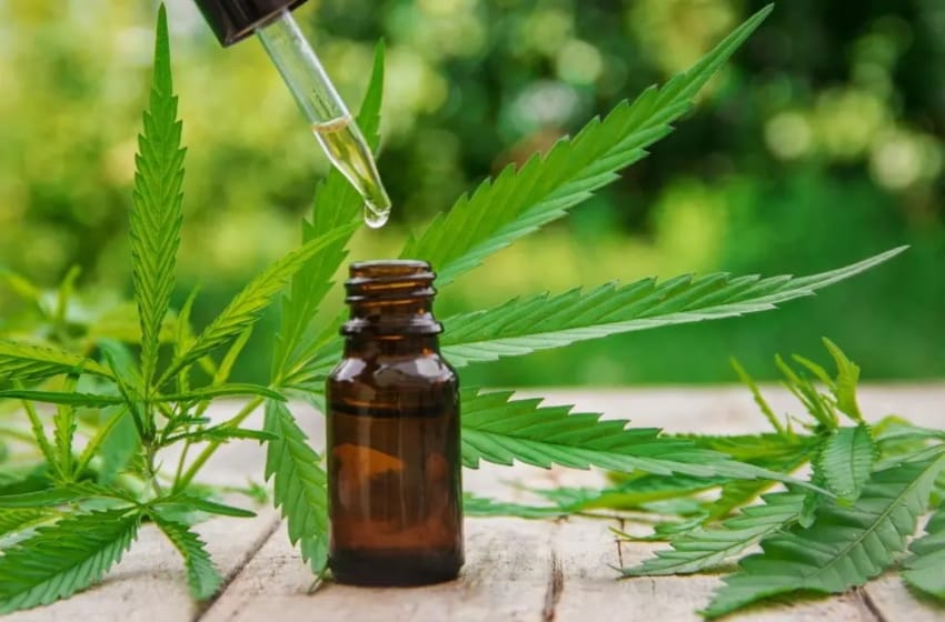 "La planta de cannabis es la más investigada del mundo"