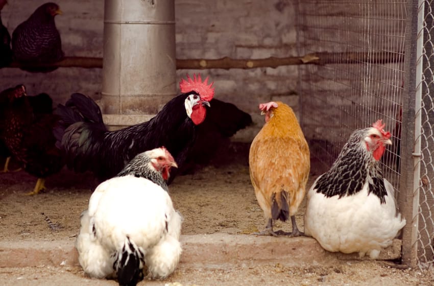 El Gobierno asistirá a productores avícolas afectados por influenza aviar