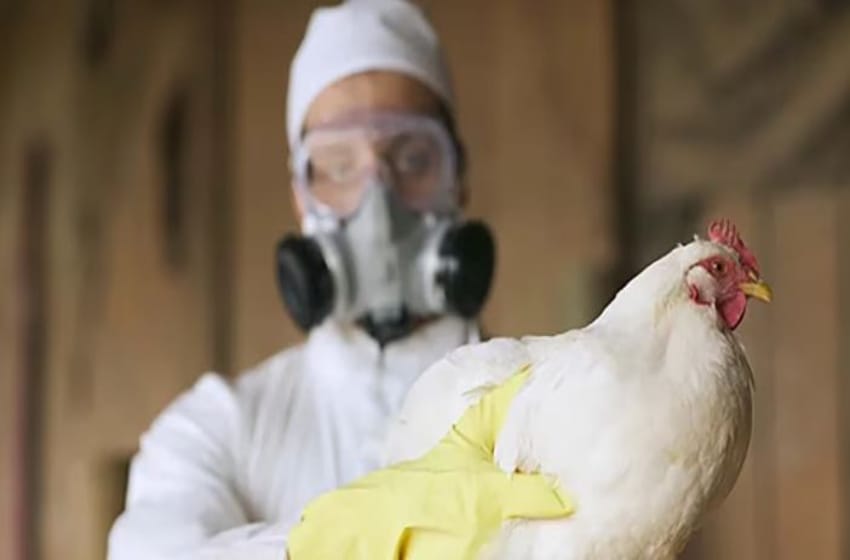 Gripe aviar: aparecen más casos, pero descartan el contagio en humanos