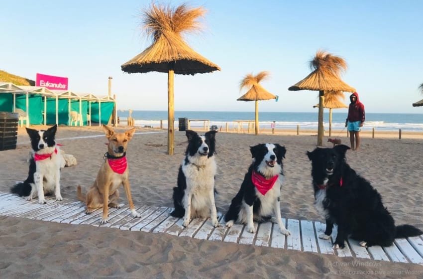 Vacaciones "Pet Friendly": cómo cuidar de las mascotas y dónde llevarlas en Mar del Plata