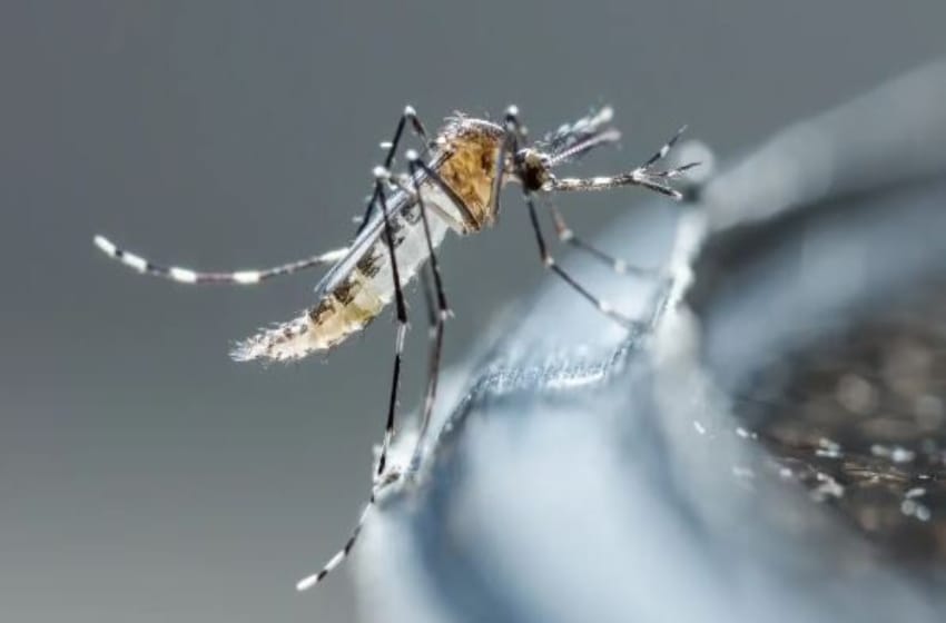 El Gobierno bonaerense confirmó 200 casos autóctonos de dengue y 70 de chikungunya