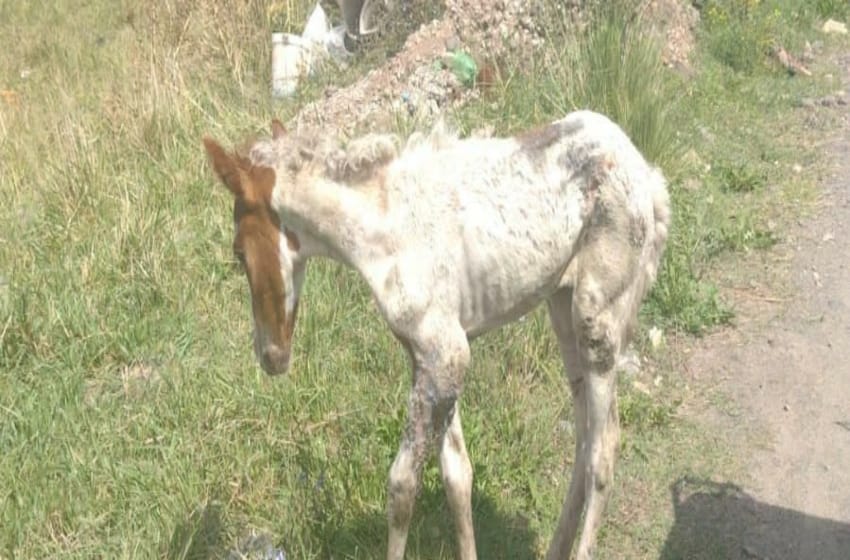 Maltrato animal en Acantilados: rescatan a 2 caballos en estado de abandono