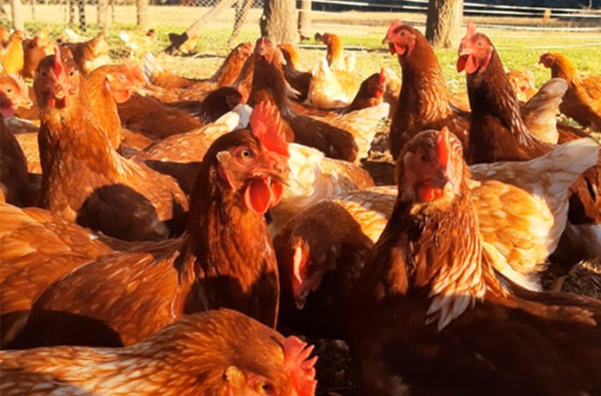 Confirman 48 horas sin casos positivos de Gripe aviar