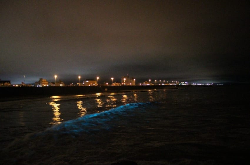 Bioluminiscencia: el brillo en las olas marplatenses