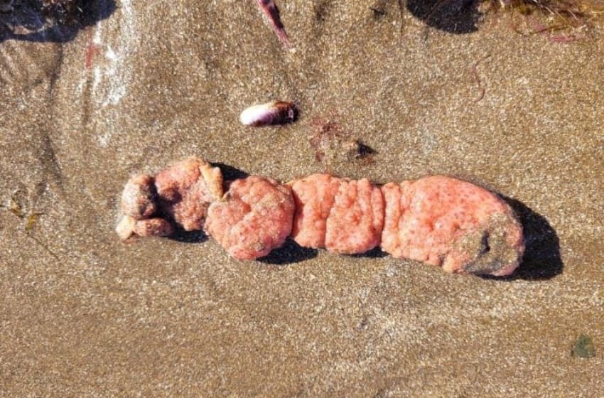 Papas de mar, los organismos que colmaron las playas del sur de Mar del Plata