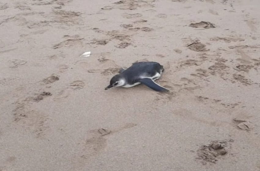Aparición de pingüinos en Mar del Plata: "No es un hecho aislado, es lo que produce la migración"