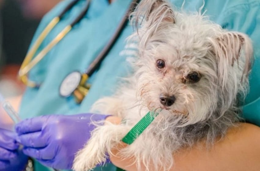 Madariaga: Bromatología intensifica la campaña de castración gratuita de perros y gatos