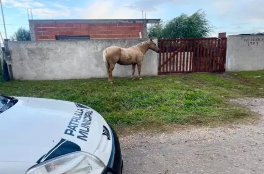 El Municipio continúa con los operativos para evitar la presencia de caballos en la calle