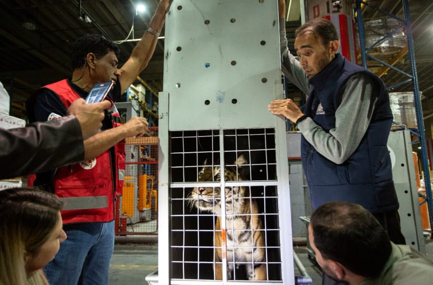 Final feliz: los tigres rescatados en Balcarce llegaron a Jordania para su liberación