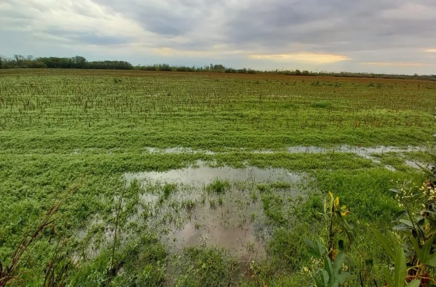 Lluvias torrenciales inundan los campos del litoral y ponen en suspenso la siembra de trigo