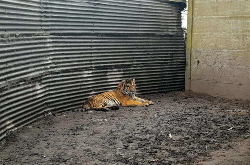 Tigres de Bengala rescatados: "Estaban severamente descuidados y desnutridos"