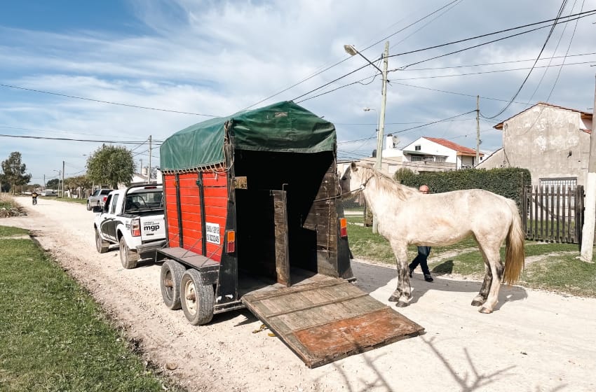 El Municipio intervino por 66 caballos sueltos en la vía pública y se labraron actas a sus dueños