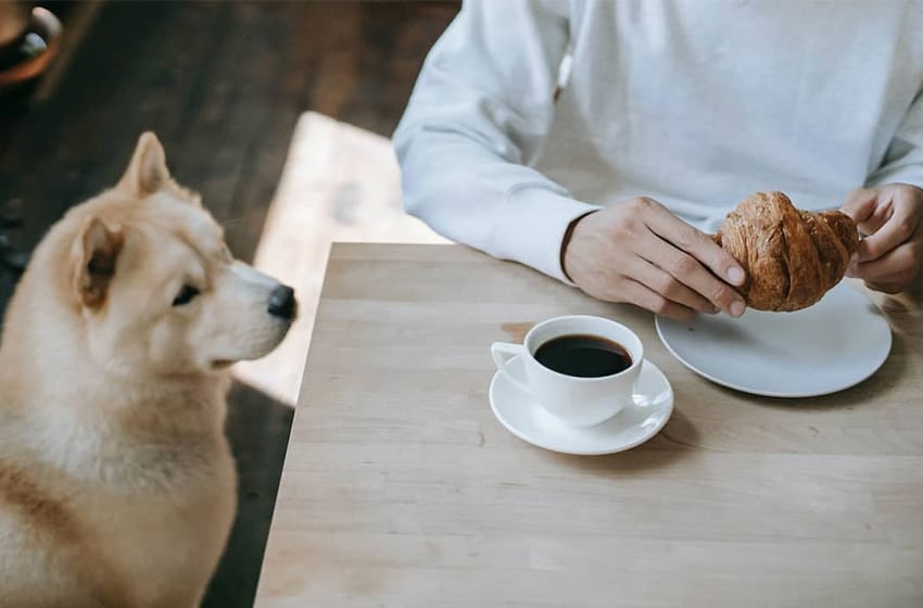 Espacios amigables con mascotas es ya Ordenanza: cómo se deben anotar los café y restaurantes