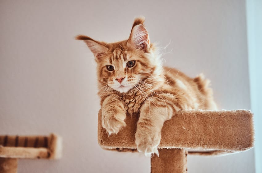 ¿Cómo prepararse para la llegada de un gato al hogar?
