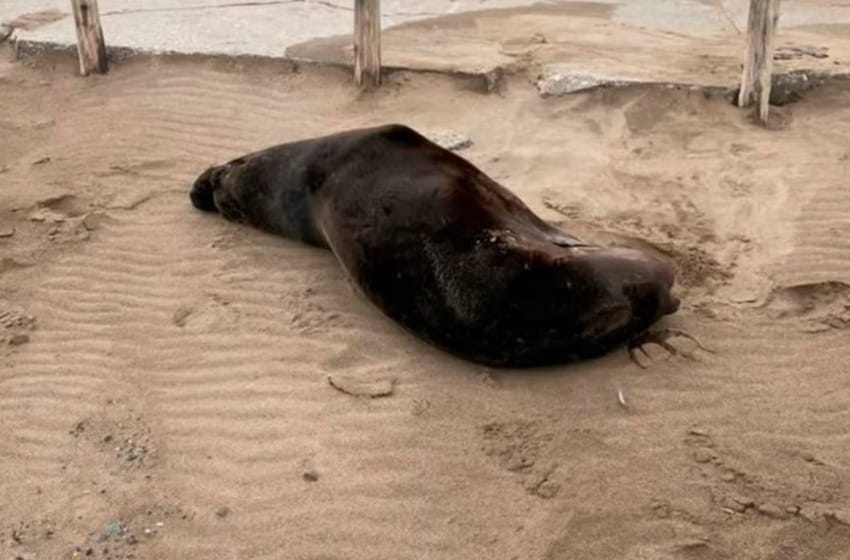 Aparecieron lobos marinos muertos en Necochea y sospechan que se contagiaron de gripe aviar