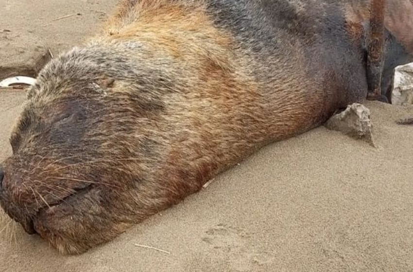 Encontraron más de 10 lobos marinos muertos en la costa: investigan si se trata de gripe aviar