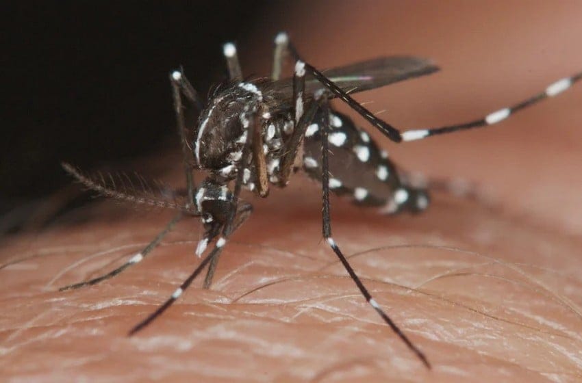 En las últimas horas del lunes habían confirmado el primer casoo de dengue autóctono en la ciudad.