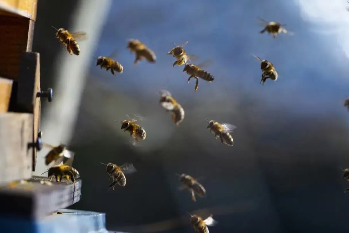 Esta es la segunda muerte por ataque de abejas en Nicaragua en lo que va del año.