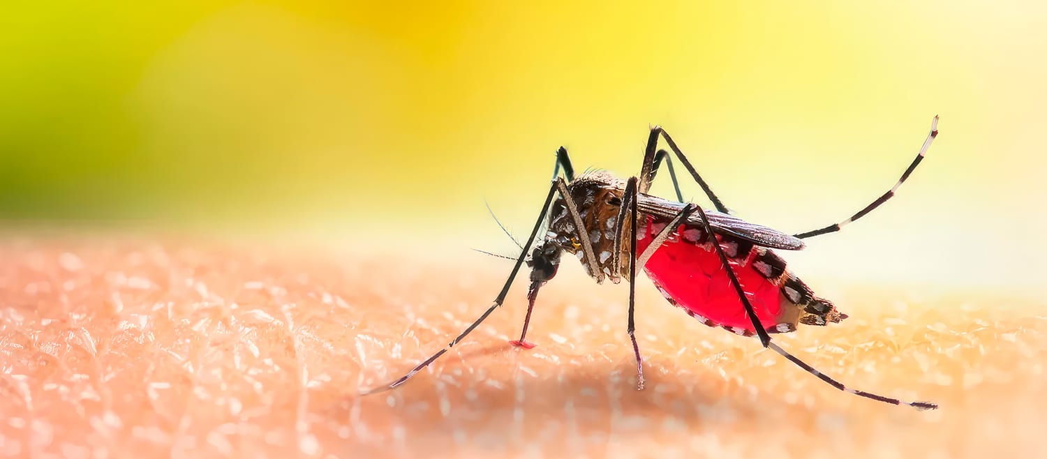 La historia del dengue.