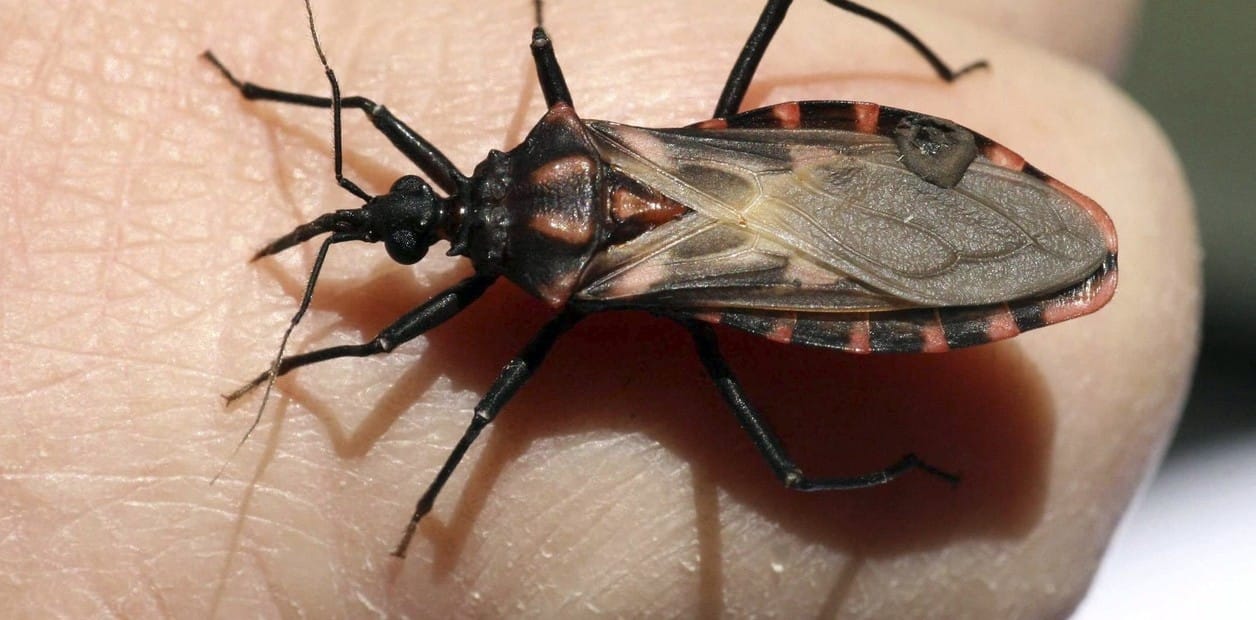 Triatoma infestans es un insecto heteróptero de la familia Reduviidae. Es hematófago y considerado uno de los vectores responsables de la transmisión de la enfermedad de Chagas