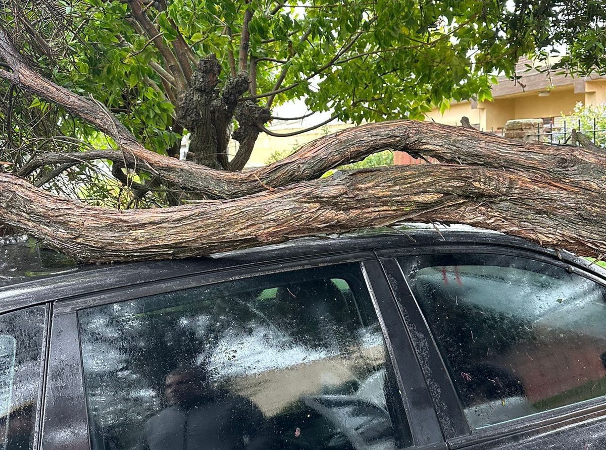 Un árbol cayó sobre un auto en el barrio Libertad.