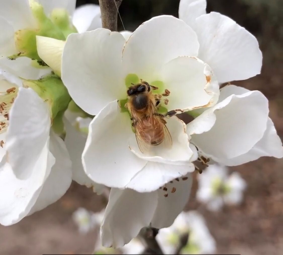 Las abejas son de vital importancia para el planeta