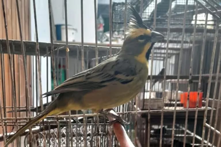 La Policía Ambiental rescató 70 aves que estaban en cautiverio en la localidad cordobesa de Villa María (Policía Ambiental)