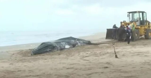 Ballena muerta en la costa del partido de Pianamar.
