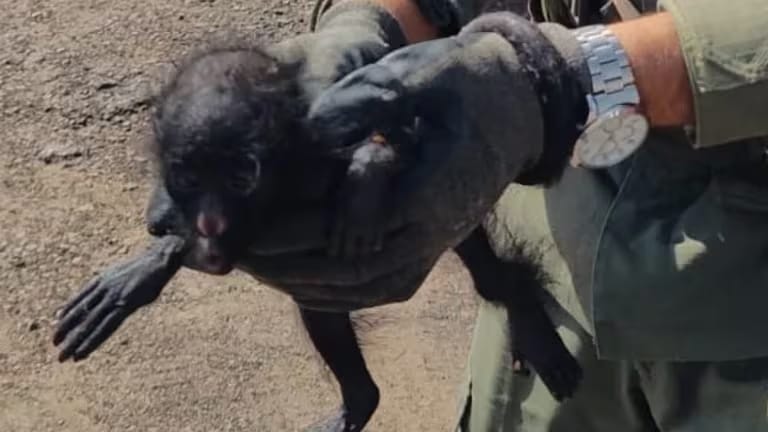 Efectivos de Gendarmería Nacional rescataron un mono Carayá en un control vial en Chaco