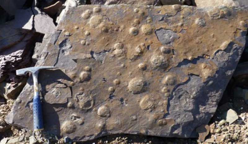 Hallaron en Olavarría fósiles que datan de hace 545 millones de años