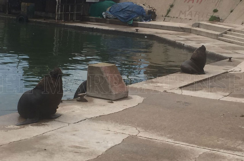 Preocupa la presencia de lobos marinos en la Banquina de Pescadores