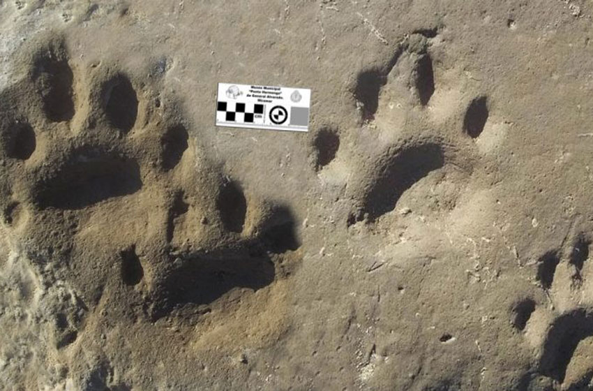 Las Primeras Huellas Del Tigre Dientes De Sable Están En Miramar El