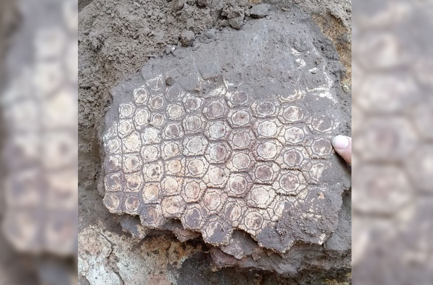 Turistas hallaron restos fósiles en una playa de Acantilados