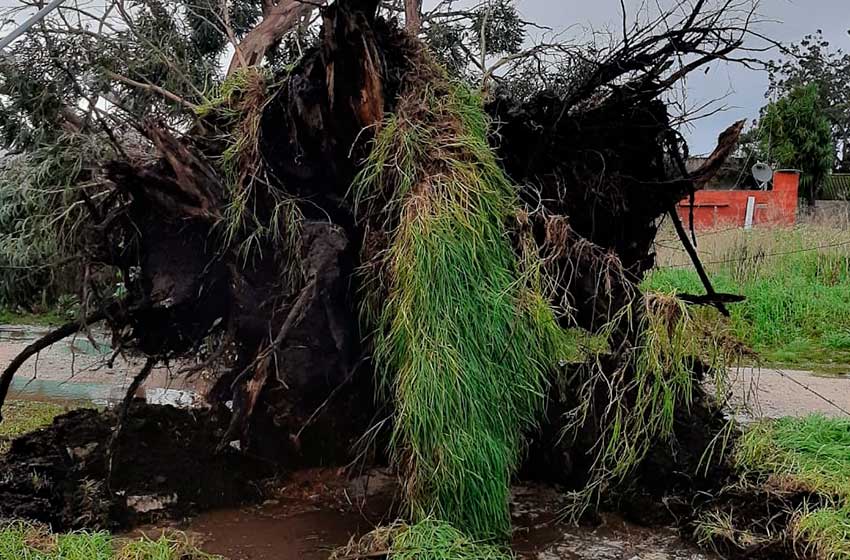 caida-arboles-temporal-(4)