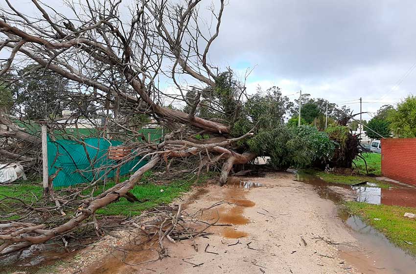 caida-arboles-temporal-(6)