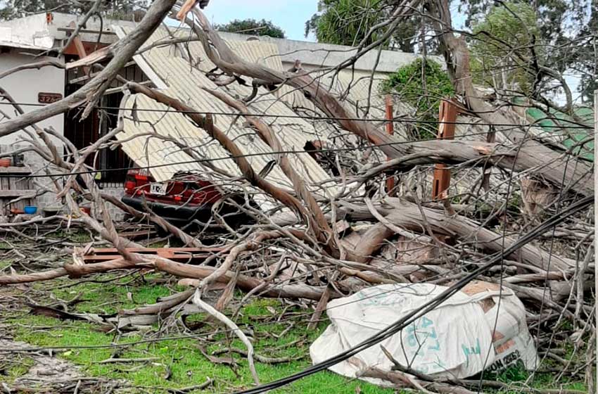 caida-arboles-temporal-(7)