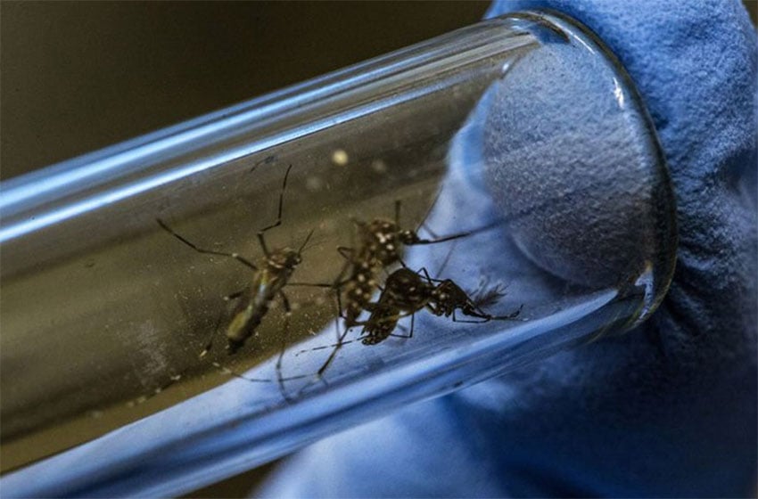 Se registraron más de 215 mil casos de dengue en lo que va del año