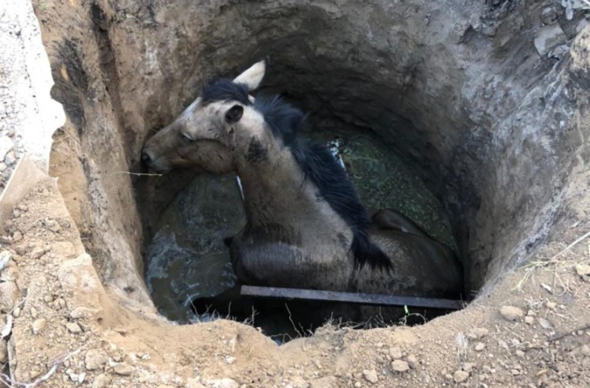 Quequén: rescataron a una yegua de un pozo profundo