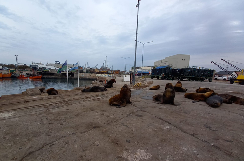 Implementan programa para desplazar a lobos marinos de zonas operativas del puerto